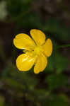 Creeping buttercup